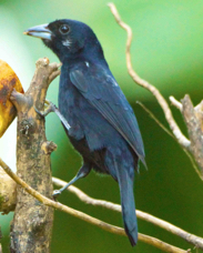 White-lined Tanager 01324