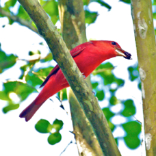 Summer Tanager 8564