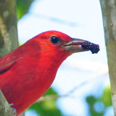 Summer Tanager 8568