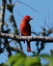 Summer Tanager 9363