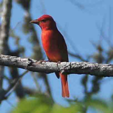 Summer Tanager 9379