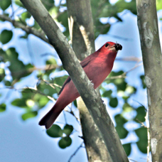 Summer Tanager 8557