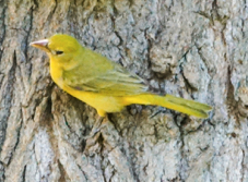 Summer Tanager female-5