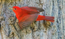 Summer Tanager male-14