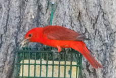 Summer Tanager male-142