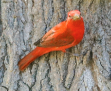 Summer Tanager male-15