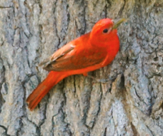 Summer Tanager male-17
