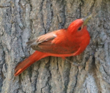Summer Tanager male-22