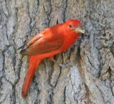 Summer Tanager male-29