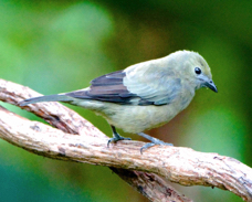 Palm Tanager 1653