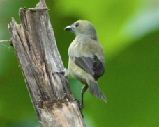 Palm Tanager 51534