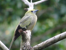 Palm Tanager-275