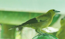 Palm Tanager-629