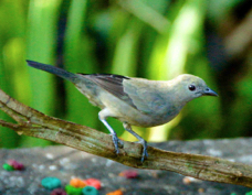 Tanager Palm 1043