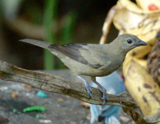 Tanager Palm 1065