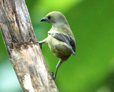 Palm Tanager 1537