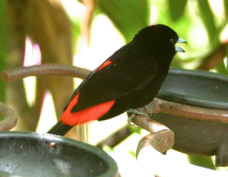 Tanager Passerini's male 8655