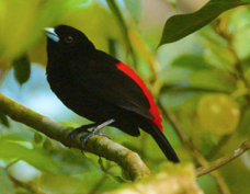 Tanager Passerini's male 0693