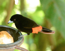 Tanager Passerini's male 8579