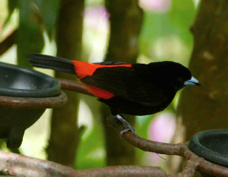 Tanager Passerini's male 8669