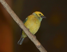 Tanager Silver-throated 0792