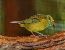 Tanager Silver-throated 0798