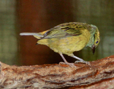 Tanager Silver-throated 0799