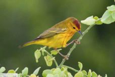 Yellow Warbler male 6154