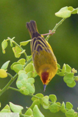 Yellow Warbler male 6155