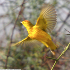 Yellow Warbler 6592
