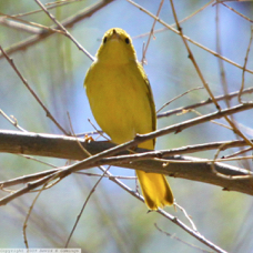Yellow Warbler 0368