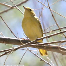 Yellow Warbler 0364
