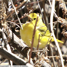 Yellow Warbler 0386