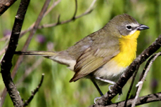 Yellow-breasted Chat 3511