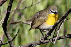 Yellow-breasted Chat 3517