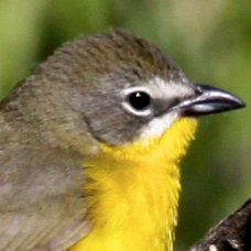 Yellow-breasted Chat 3510