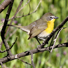 Yellow-breasted Chat 3509