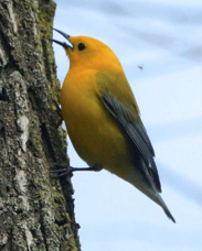 Prothonotary Warbler 3837