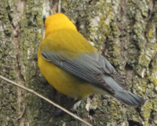 Prothonotary Warbler 3863