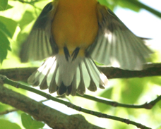 Prothonotary Warbler 4754