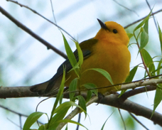Prothonotary Warbler 3812