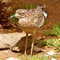 Cape Thick-knee 194 4808