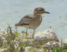 Thick-knee Water 2485