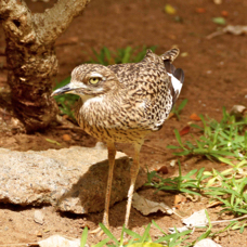 Cape Thick-knee 4808