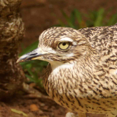 Cape Thick-knee 4809