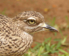 Cape Thick-knee 4826