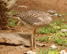 Cape Thick-knee 4824