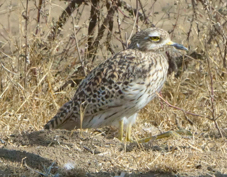 Thick-knee Spotted 8444
