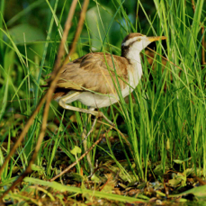 Thick-knee Double-striped 3282