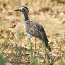 Thick-knee Double-striped 8526